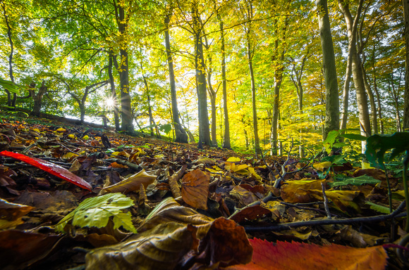 Autumn Moments ©MarkusLandsmann