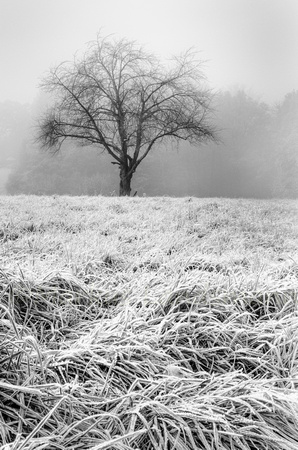 Morning Frost ©MarkusLandsmann