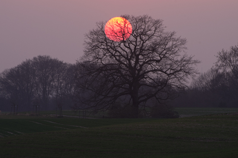 Red sun ©MarkusLandsmann