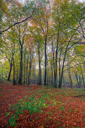 Autumn walk ©MarkusLandsmann